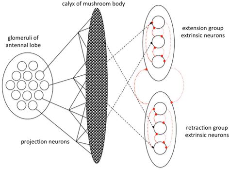 Vertebrate Basal Ganglia Circuitry A Simplified Schematic Of Major