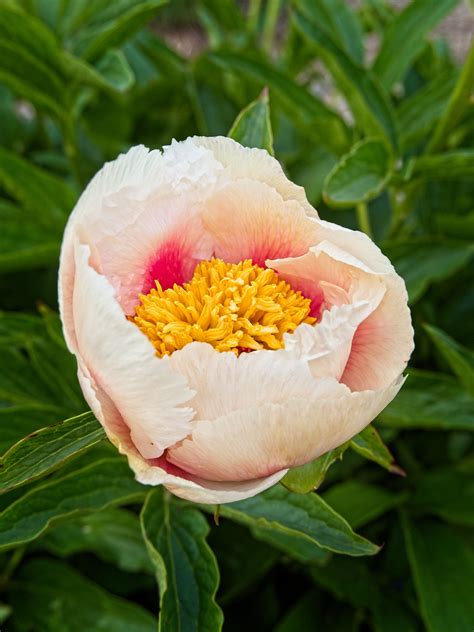 Paeonia Athena Xpeony G Paeonia Athena Flickr