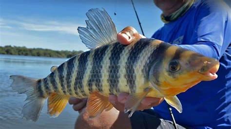 Peixe Piau Flamengo característica habita e reprodução