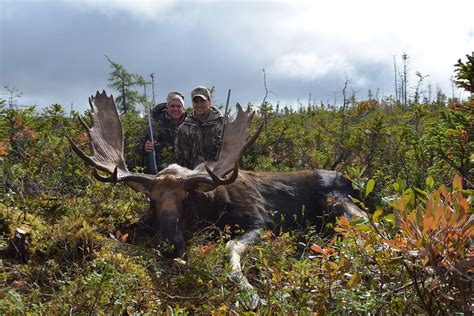 Newfoundland Moose Hunt | remodel