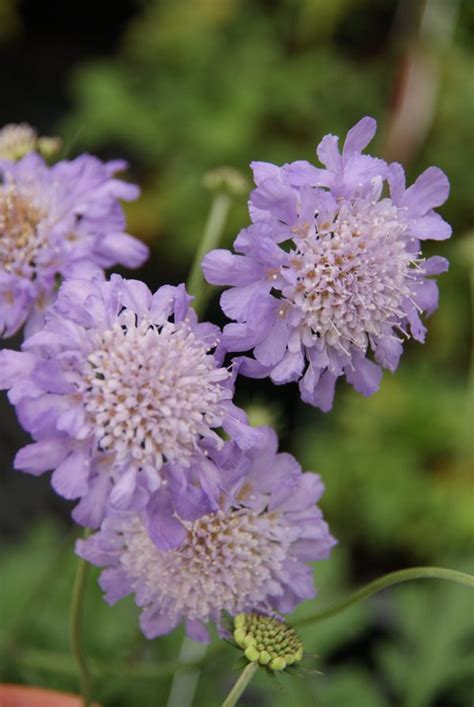 Skabiose Witwenblume Baumschule Pernerstorfer