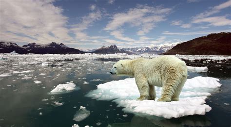 Domani La Giornata Mondiale Dell Orso Polare Le 10 Cose Che Non Sai