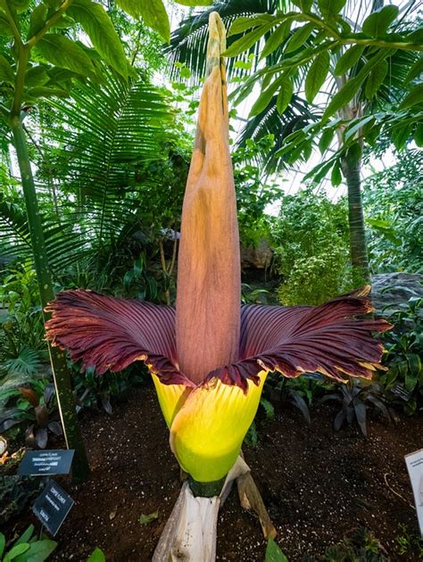 Amorphophallus Titanum Bunga Foto Gratis Di Pixabay Pixabay