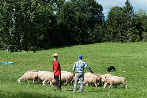 Herding dog lessons and training (sheep, cattle or goats) | Livestock ...