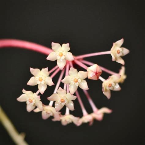 Hoya Pot Of Gold For Sale Hoya Pot Of Gold Seeds Plantaroid