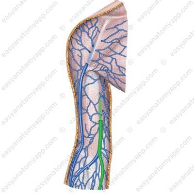 Basilic vein – Easy Anatomy 3D