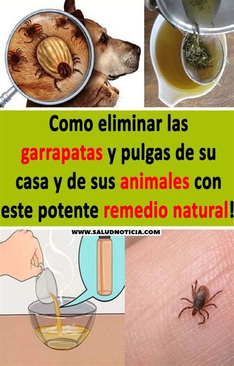 Eliminar Pulgas En Casa