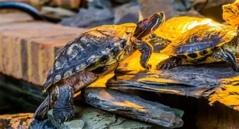 Terrapin Behaviour Terrapins Co Uk