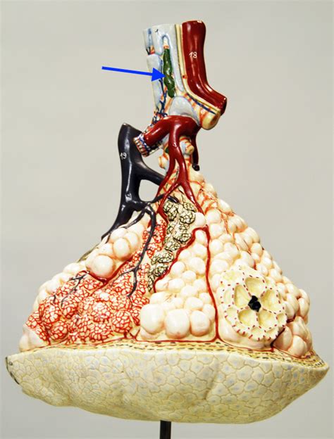 Alveolus Diagram Quizlet