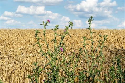 Premium Photo Large Weeds In A Ripening Wheat Field Poor Treatment Of