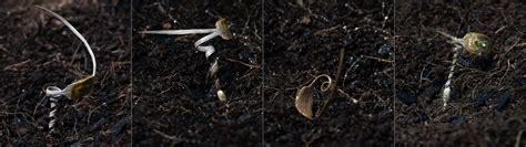 Rain Triggered Self-burying Seed Carrier — Morphing Matter Lab