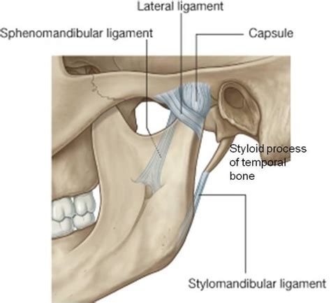 Tmj Ligament And Muscles Of Tongue Anatomy Flashcards Quizlet