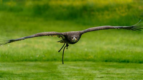 Bald eagle flying 24707533 Stock Photo at Vecteezy