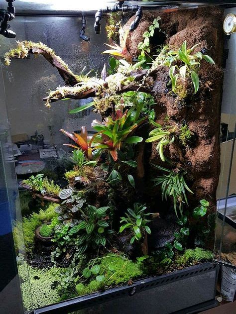 13 Green Tree frog ideas | frog terrarium, gecko terrarium, green tree frog