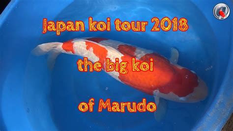 Japan Koi Tour 2018 The Big Koi Of Marudo Youtube