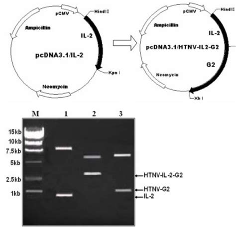 Construction And Expression Of Vaccine Plasmids A A Schematic