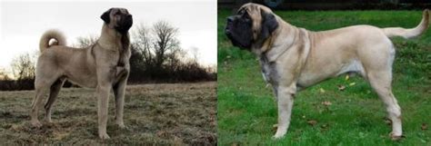 Kangal Dog Vs English Mastiff Breed Comparison Mydogbreeds