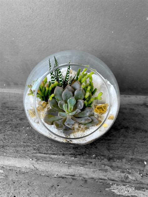 Succulent Terrarium | Plant Party