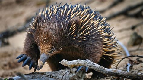 Echidna Fact Sheet | Blog | Nature | PBS