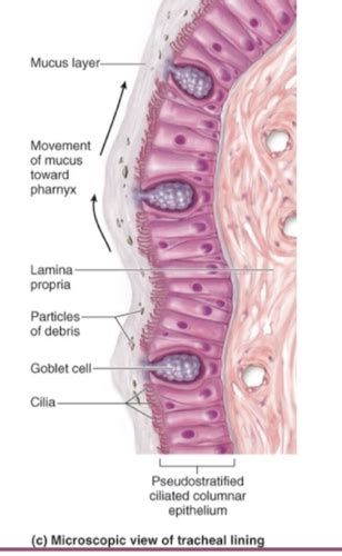 Study Material For Respiratory System In Depth Vocabulary And