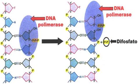 O Que Dna Polimerase Defini O Como Funciona Planeta Biol Gico