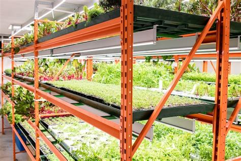 Estantes Con Pl Ntulas Verdes De Diversos Tipos De Plantas Agr Colas