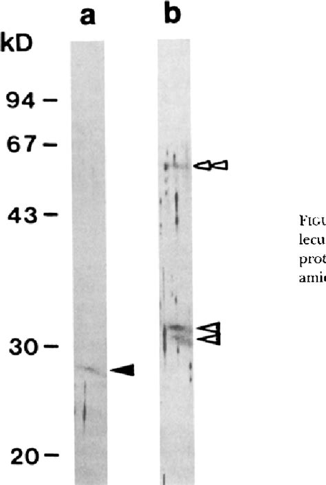 Figure 5 From Two Types Of Sugar Binding Protein In The Labellum Of The