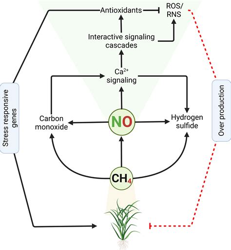 Frontiers Nitric Oxide A Core Signaling Molecule Under Elevated Ghgs