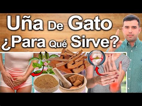 Descubre Los Beneficios Y Usos De Las U As De Gato Un Remedio Natural