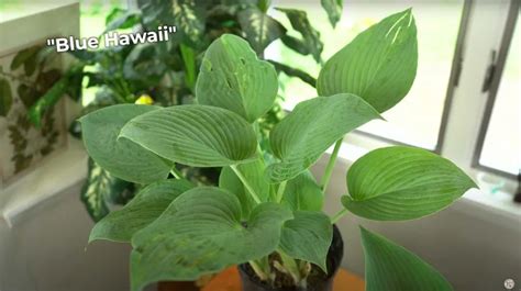 Planting Hostas (A Popular Shade Garden Perennial) - Geeky Greenhouse