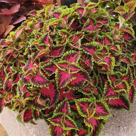 Coleus Heartbreaker Three Rivers Community Farm