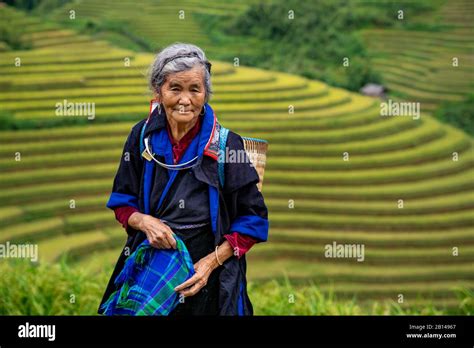 Rice harvest in Vietnam Stock Photo - Alamy