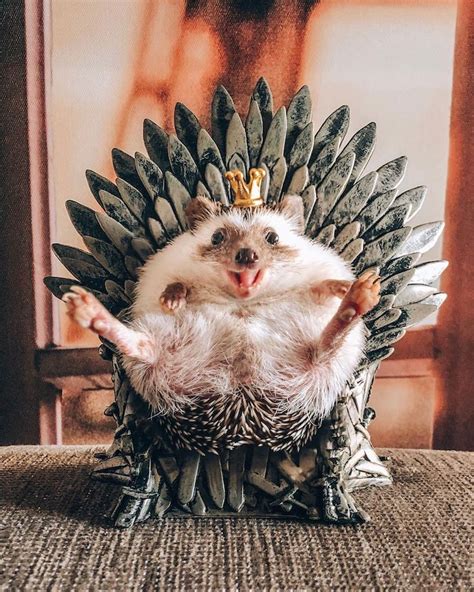 Adorable Hedgehog Photos Show the Unbreakable Bond Between Friends