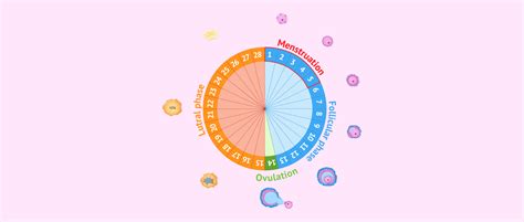 Different phases of the menstrual cycle