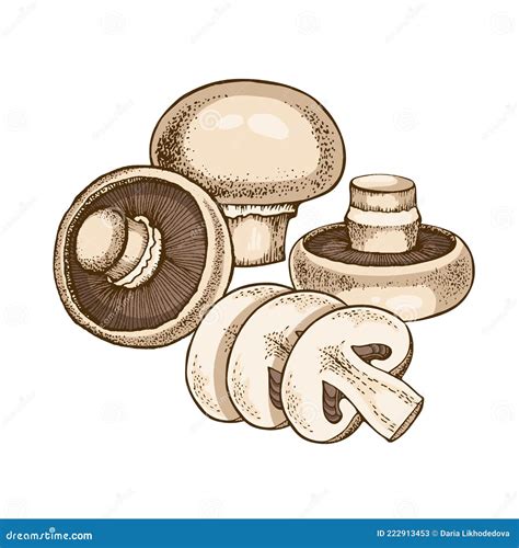 Champignons Royalty Free Stock Photography CartoonDealer 37500857