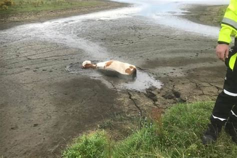 Dramatic Pictures Show How Firefighters Rescue Calf Stuck Up To Its