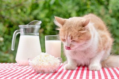 Gato Pode Comer Queijo Revista Meu Pet