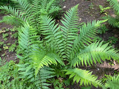 Geschubde Mannetjesvaren Dryopteris Affinis Wilde Tuinen