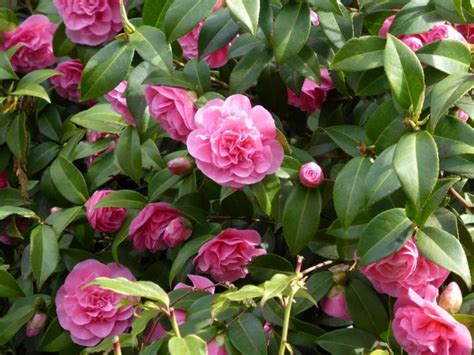 Camelias Cuidados Y Consejos Para Mantenerlas Bellas Jardines