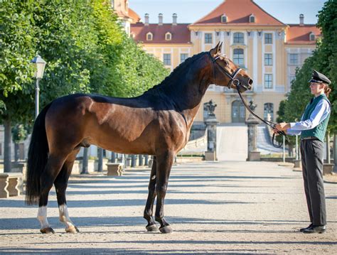 Söhne von LANCELO und DER KLEINE LEONARDO siegen zum Thüringer