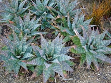 Xl Soap Aloe Maculata Saponaria Coral Aloe Attractive Bumpy Spotted