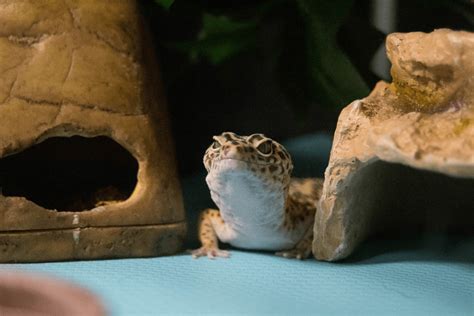 Best Leopard Gecko Habitat