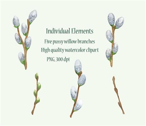 Watercolor Pussy Willow Branch Clipart Easter Spring Holiday Decor For Greeting Card Festive