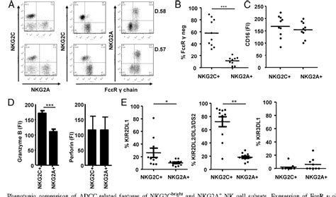 Figure From Cytomegalovirus Nk Cells Against Human Bright Antibody