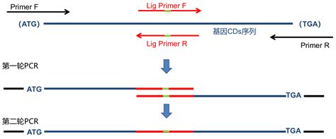 实验技术笔记融合基因 长片段基因 突变基因 表达载体构建 融合蛋白表达载体的构建 CSDN博客