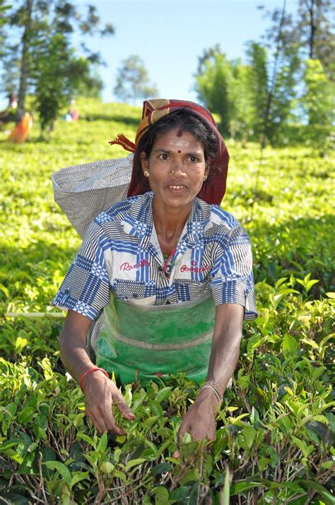 Teepflückerin Auf Sri Lanka Foto And Bild Erwachsene Menschen Bei Der