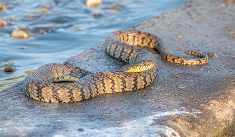 What's the Difference Between a Cottonmouth and a Water Snake?