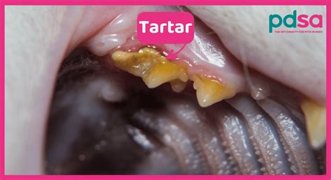 Dental Disease In Cats PDSA