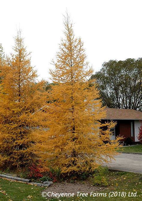 Larch Tamarack Native Cheyenne Tree Farm Trees Shrubs