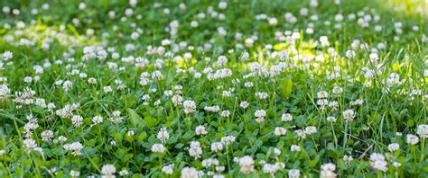 Weeds That Look Like Clover